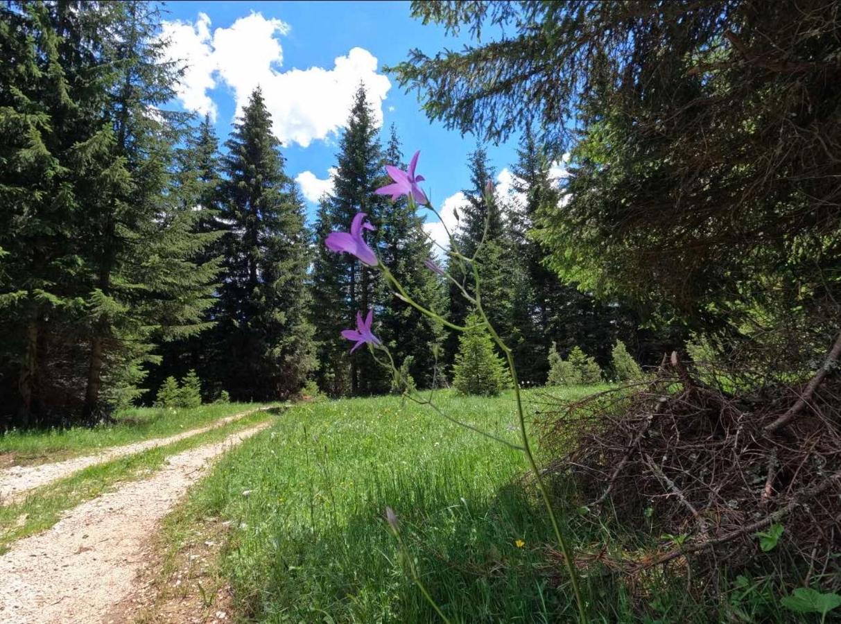 Wood Inn Zabljak  Ngoại thất bức ảnh